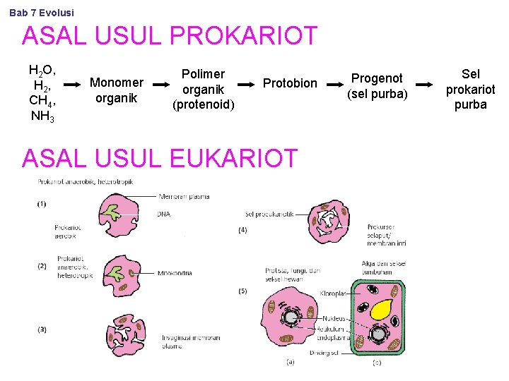 Bab 7 Evolusi ASAL USUL PROKARIOT H 2 O, H 2 , CH 4,