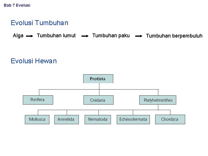 Bab 7 Evolusi Tumbuhan Alga Tumbuhan lumut Evolusi Hewan Tumbuhan paku Tumbuhan berpembuluh 