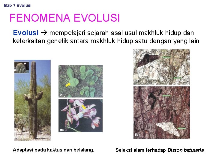 Bab 7 Evolusi FENOMENA EVOLUSI Evolusi mempelajari sejarah asal usul makhluk hidup dan keterkaitan