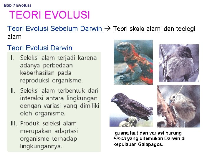 Bab 7 Evolusi TEORI EVOLUSI Teori Evolusi Sebelum Darwin Teori skala alami dan teologi