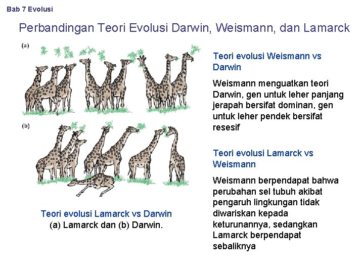 Bab 7 Evolusi Perbandingan Teori Evolusi Darwin, Weismann, dan Lamarck Teori evolusi Weismann vs