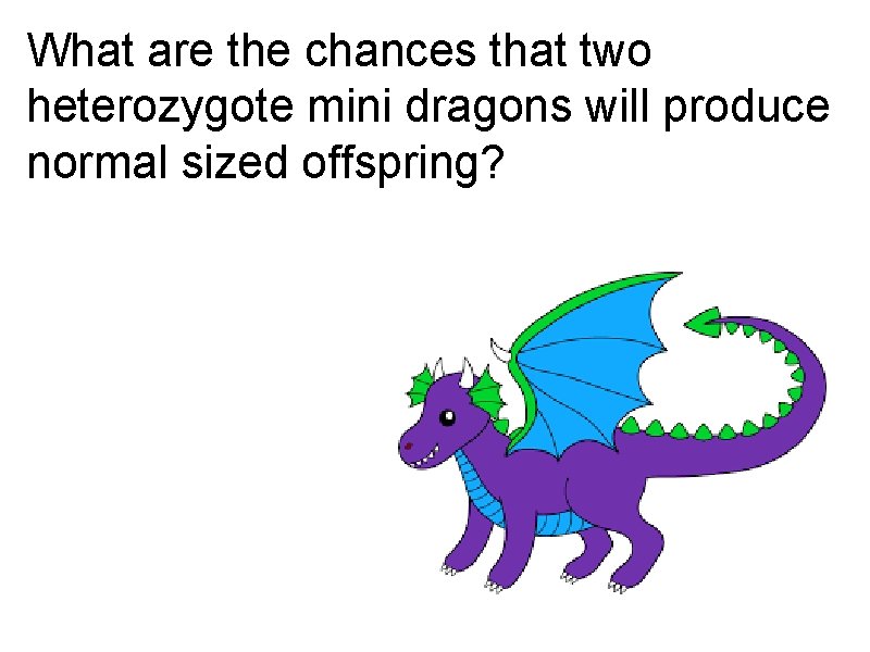 What are the chances that two heterozygote mini dragons will produce normal sized offspring?