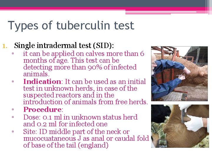 Types of tuberculin test 1. Single intradermal test (SID): ▫ ▫ ▫ it can