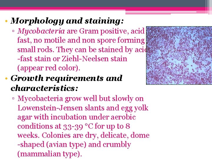  • Morphology and staining: ▫ Mycobacteria are Gram positive, acid fast, no motile