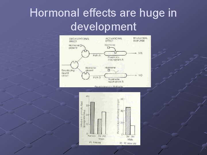 Hormonal effects are huge in development 