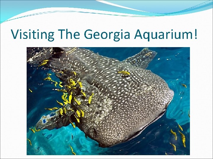 Visiting The Georgia Aquarium! 