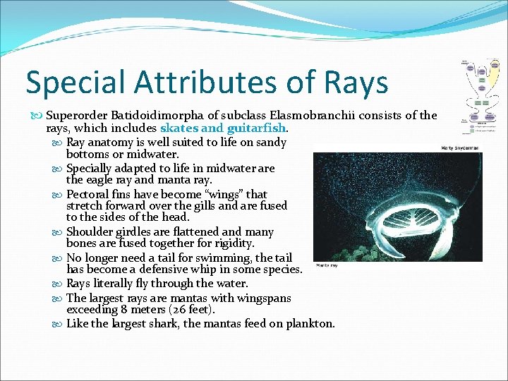 Special Attributes of Rays Superorder Batidoidimorpha of subclass Elasmobranchii consists of the rays, which