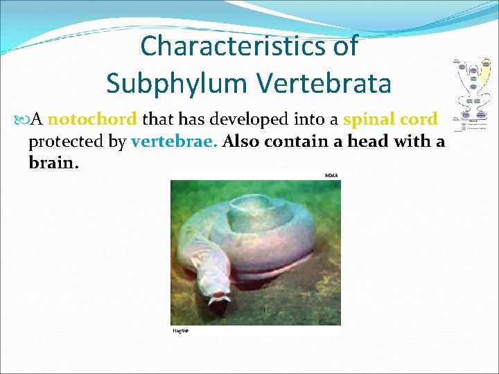 Characteristics of Subphylum Vertebrata A notochord that has developed into a spinal cord protected