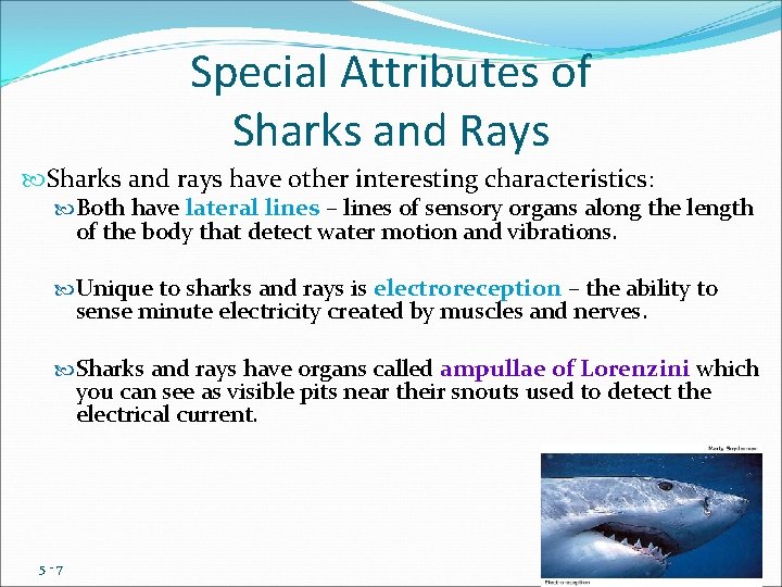 Special Attributes of Sharks and Rays Sharks and rays have other interesting characteristics: Both