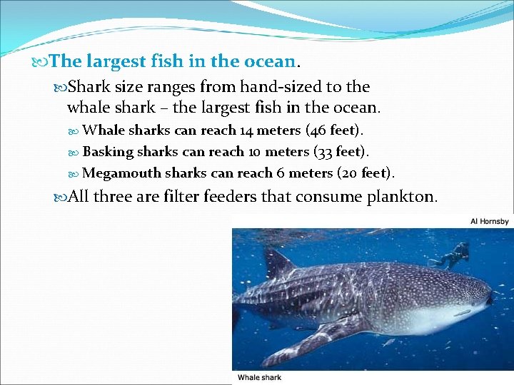  The largest fish in the ocean. Shark size ranges from hand-sized to the