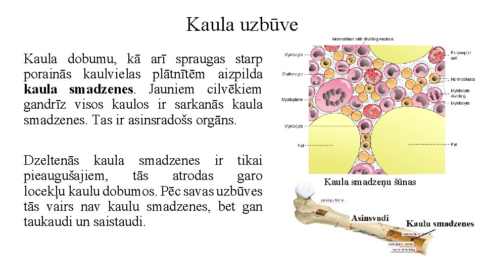 Kaula uzbūve Kaula dobumu, kā arī spraugas starp porainās kaulvielas plātnītēm aizpilda kaula smadzenes.