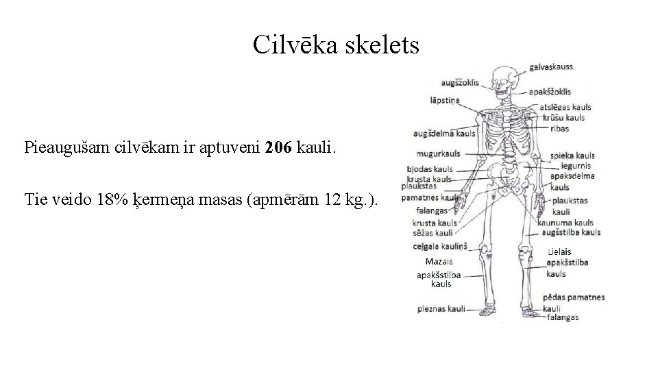 Cilvēka skelets Pieaugušam cilvēkam ir aptuveni 206 kauli. Tie veido 18% ķermeņa masas (apmērām