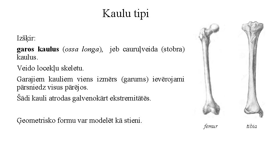 Kaulu tipi Izšķir: garos kaulus (ossa longa), jeb cauruļveida (stobra) kaulus. Veido locekļu skeletu.