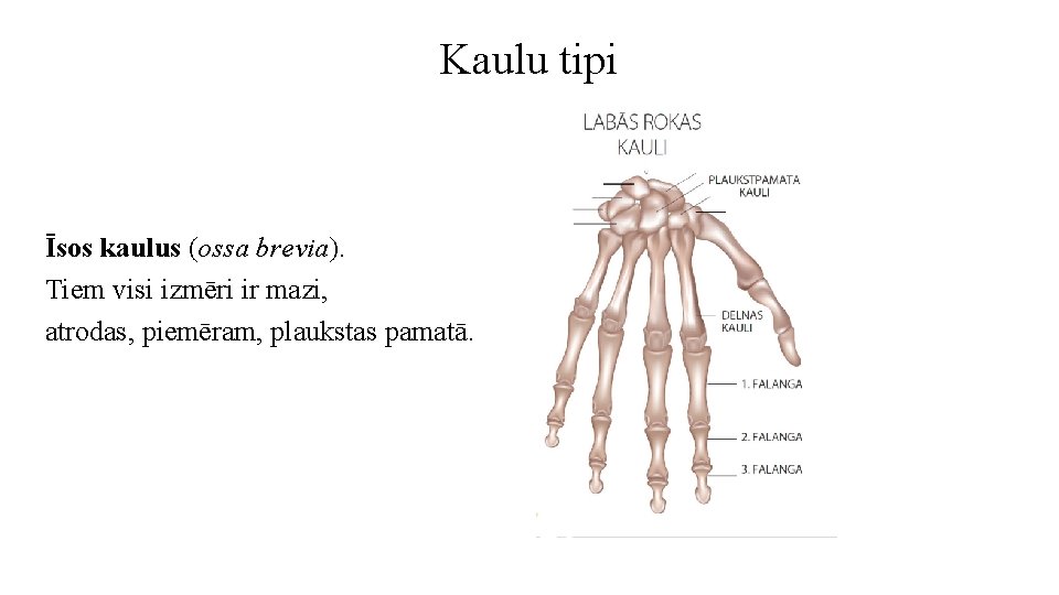 Kaulu tipi Īsos kaulus (ossa brevia). Tiem visi izmēri ir mazi, atrodas, piemēram, plaukstas