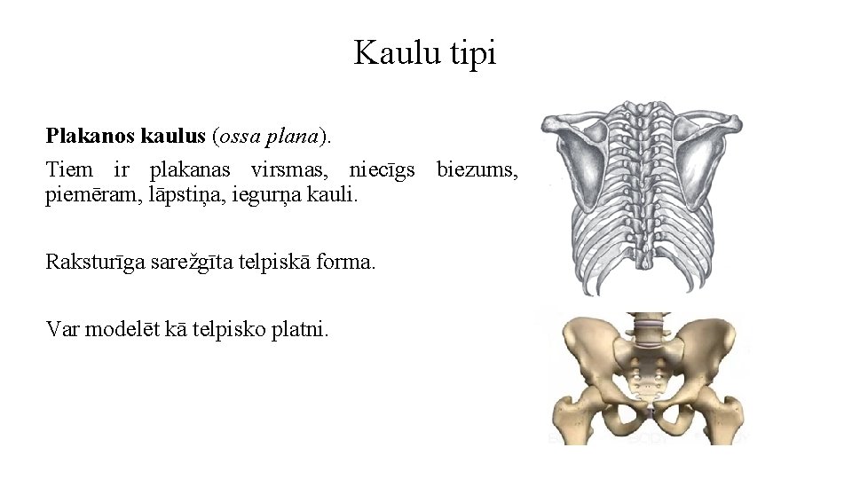 Kaulu tipi Plakanos kaulus (ossa plana). Tiem ir plakanas virsmas, niecīgs biezums, piemēram, lāpstiņa,