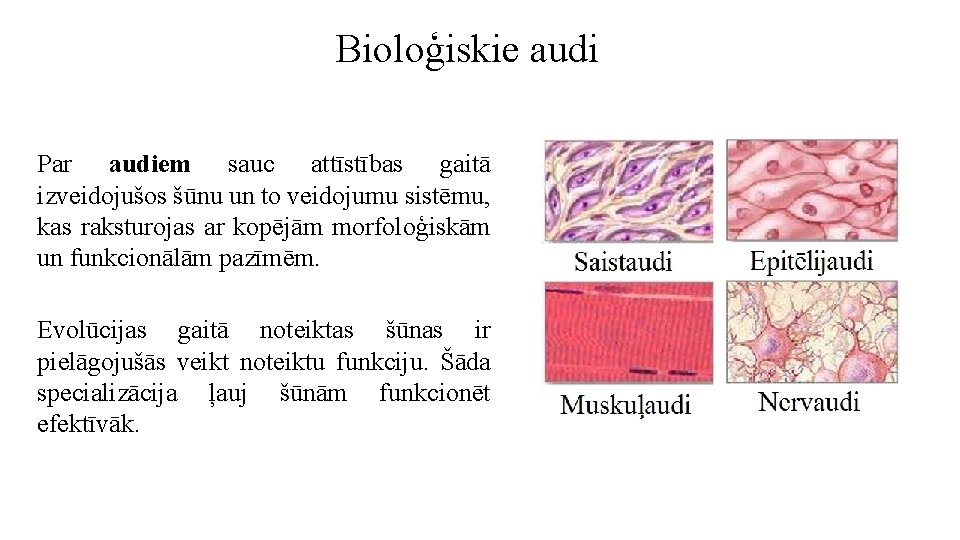 Bioloģiskie audi Par audiem sauc attīstības gaitā izveidojušos šūnu un to veidojumu sistēmu, kas