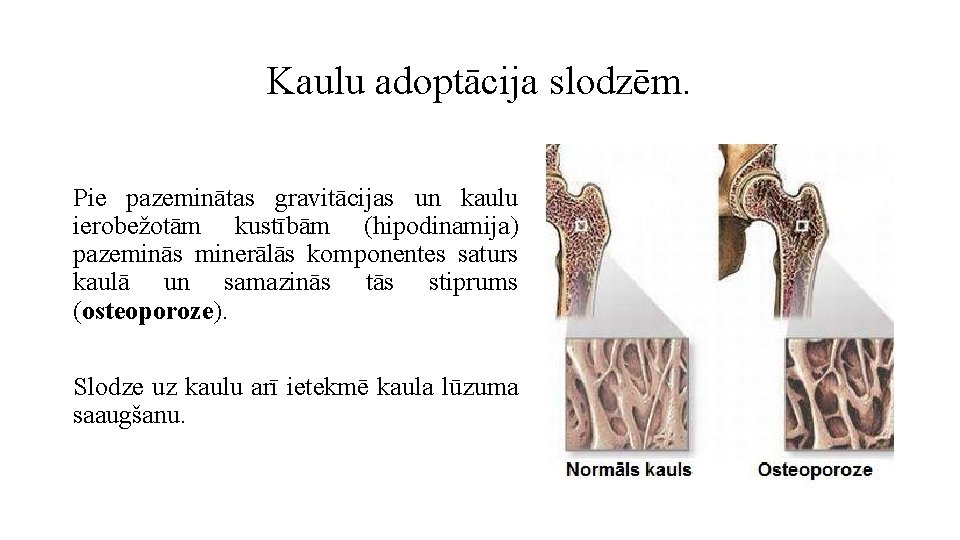 Kaulu adoptācija slodzēm. Pie pazeminātas gravitācijas un kaulu ierobežotām kustībām (hipodinamija) pazeminās minerālās komponentes