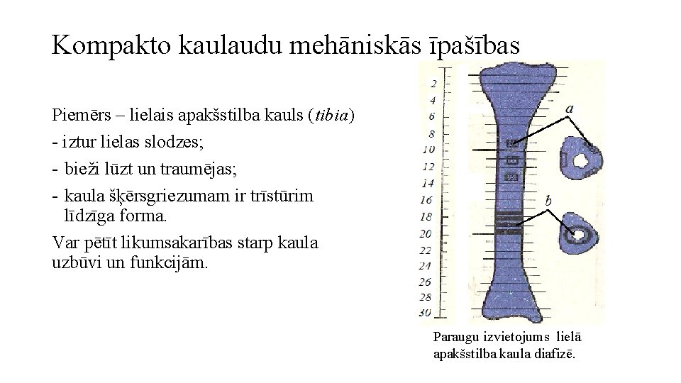 Kompakto kaulaudu mehāniskās īpašības Piemērs – lielais apakšstilba kauls (tibia) - iztur lielas slodzes;