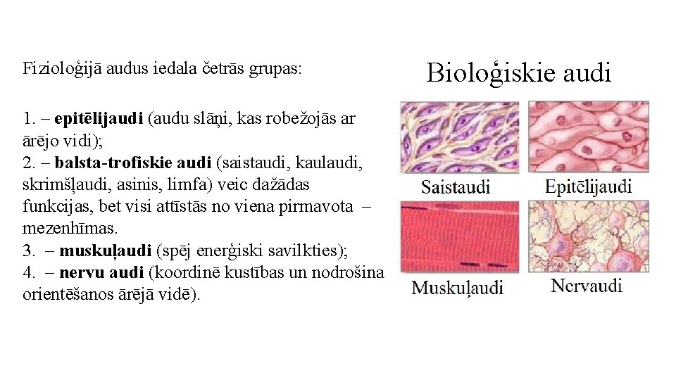 Fizioloģijā audus iedala četrās grupas: 1. – epitēlijaudi (audu slāņi, kas robežojās ar ārējo