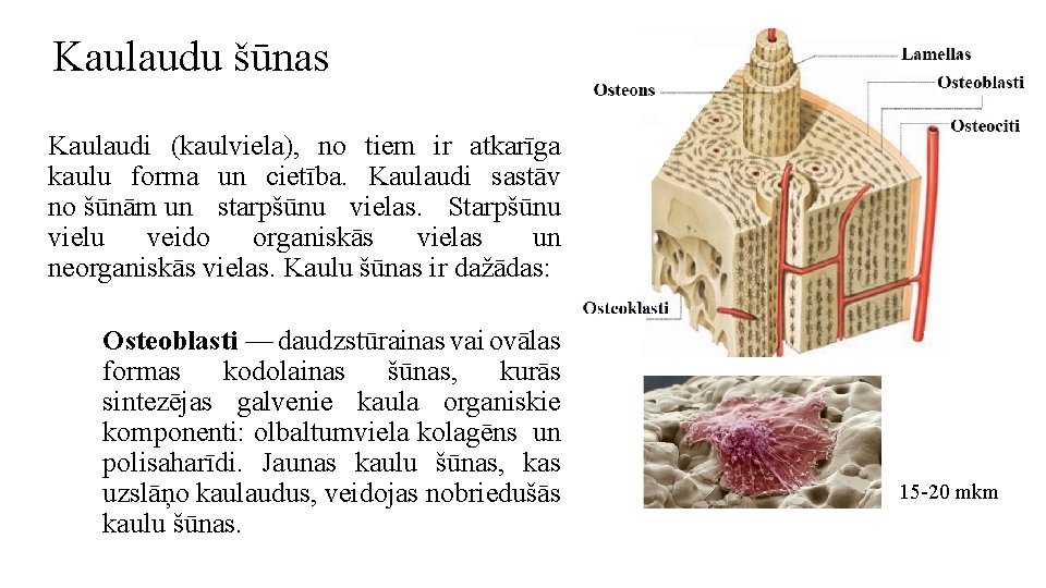 Kaulaudu šūnas Kaulaudi (kaulviela), no tiem ir atkarīga kaulu forma un cietība. Kaulaudi sastāv