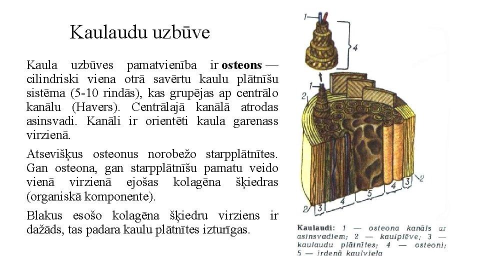 Kaulaudu uzbūve Kaula uzbūves pamatvienība ir osteons — cilindriski viena otrā savērtu kaulu plātnīšu