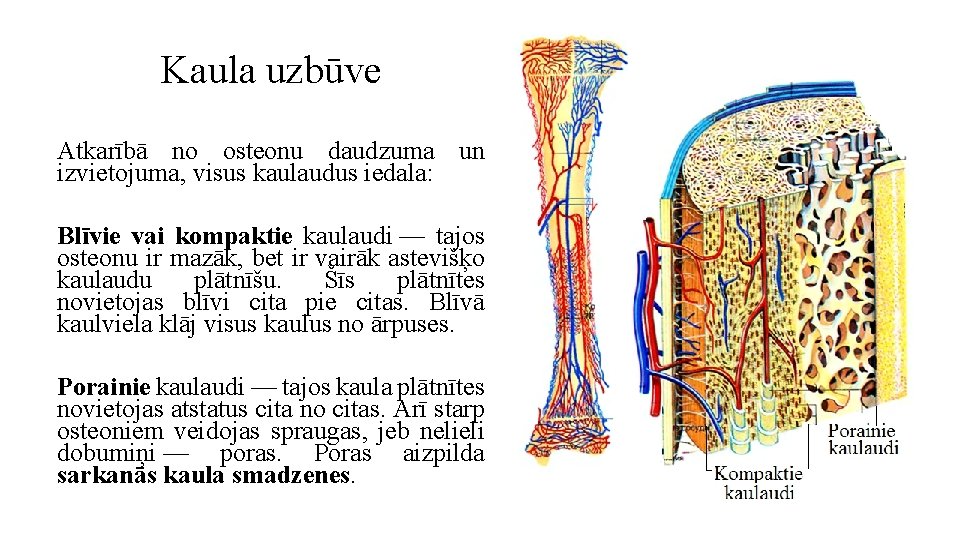 Kaula uzbūve Atkarībā no osteonu daudzuma un izvietojuma, visus kaulaudus iedala: Blīvie vai kompaktie