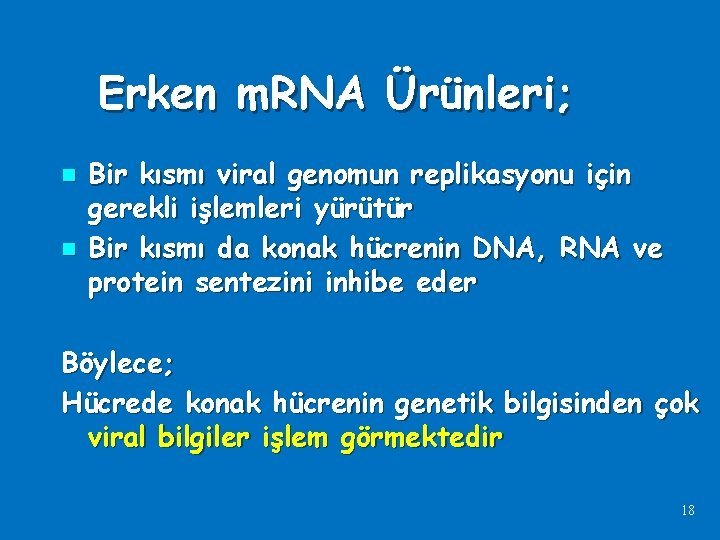 Erken m. RNA Ürünleri; n n Bir kısmı viral genomun replikasyonu için gerekli işlemleri