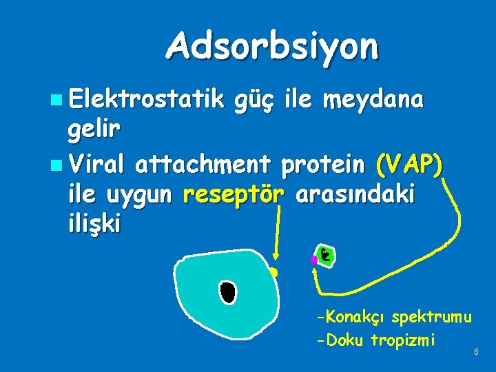 Adsorbsiyon n Elektrostatik güç ile meydana gelir n Viral attachment protein (VAP) ile uygun