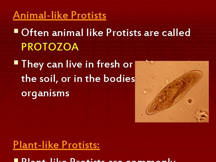 Animal-like Protists § Often animal like Protists are called PROTOZOA § They can live
