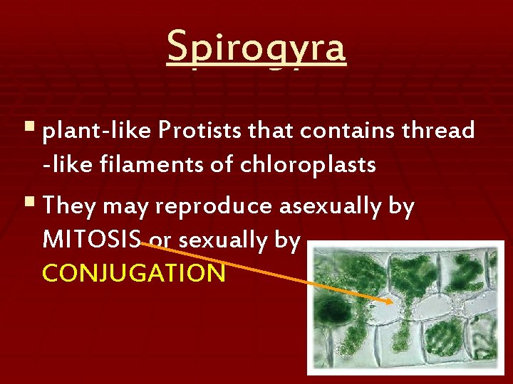 Spirogyra § plant-like Protists that contains thread -like filaments of chloroplasts § They may