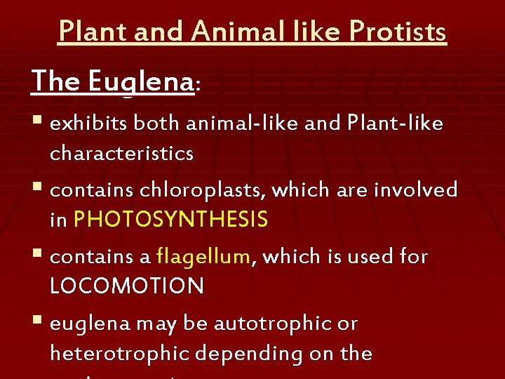 Plant and Animal like Protists The Euglena: § exhibits both animal-like and Plant-like characteristics