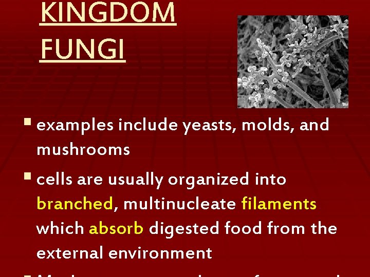 KINGDOM FUNGI § examples include yeasts, molds, and mushrooms § cells are usually organized