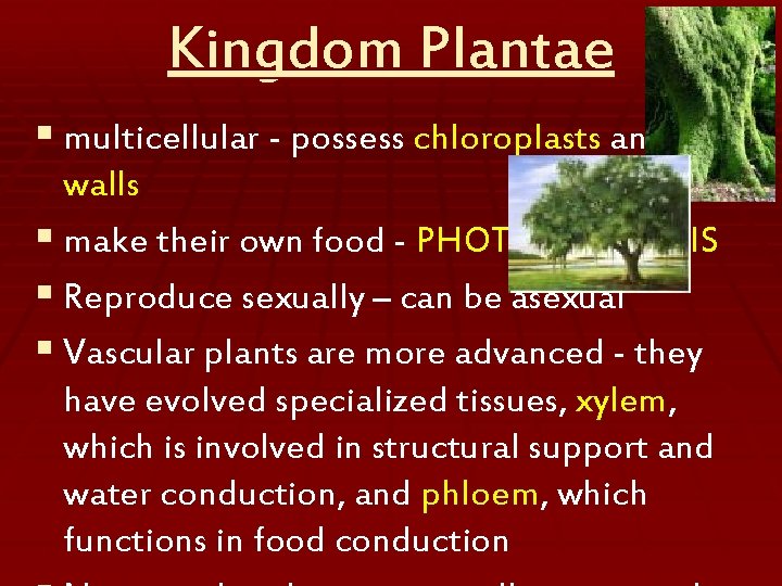 Kingdom Plantae § multicellular - possess chloroplasts and cell walls § make their own