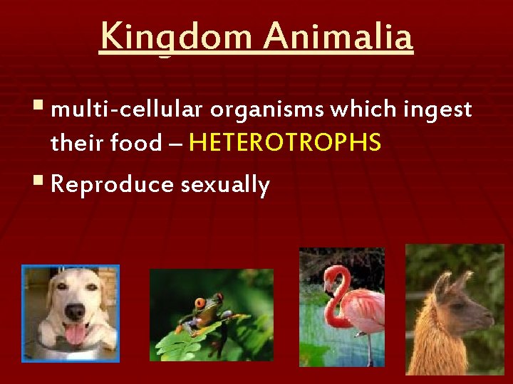 Kingdom Animalia § multi-cellular organisms which ingest their food – HETEROTROPHS § Reproduce sexually