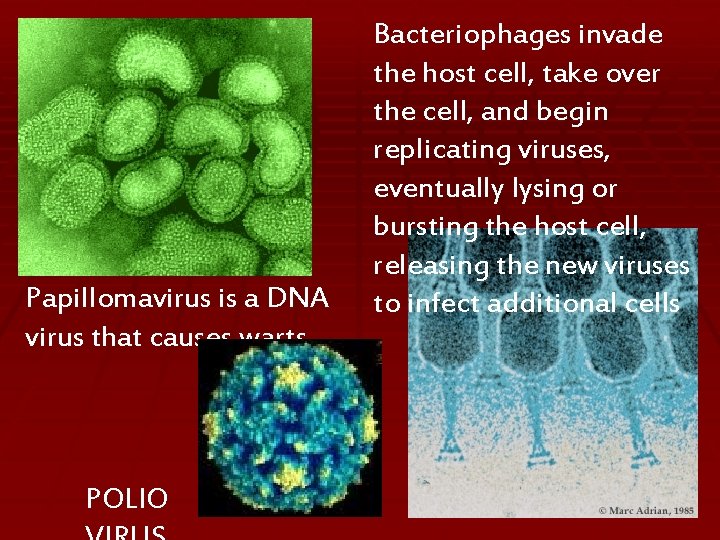 Papillomavirus is a DNA virus that causes warts POLIO Bacteriophages invade the host cell,