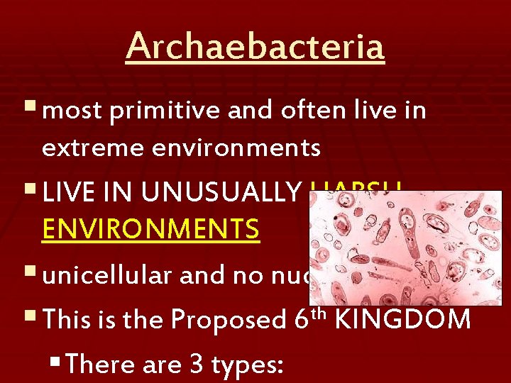 Archaebacteria § most primitive and often live in extreme environments § LIVE IN UNUSUALLY