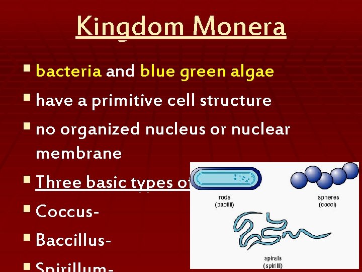 Kingdom Monera § bacteria and blue green algae § have a primitive cell structure