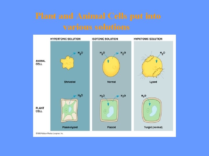 Plant and Animal Cells put into various solutions 