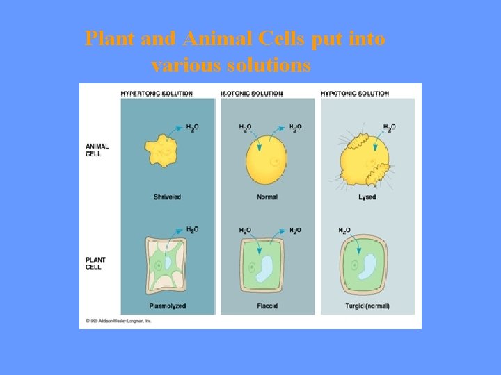 Plant and Animal Cells put into various solutions 