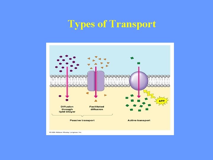 Types of Transport 