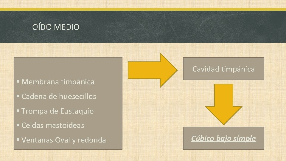 OÍDO MEDIO Cavidad timpánica § Membrana timpánica § Cadena de huesecillos § Trompa de