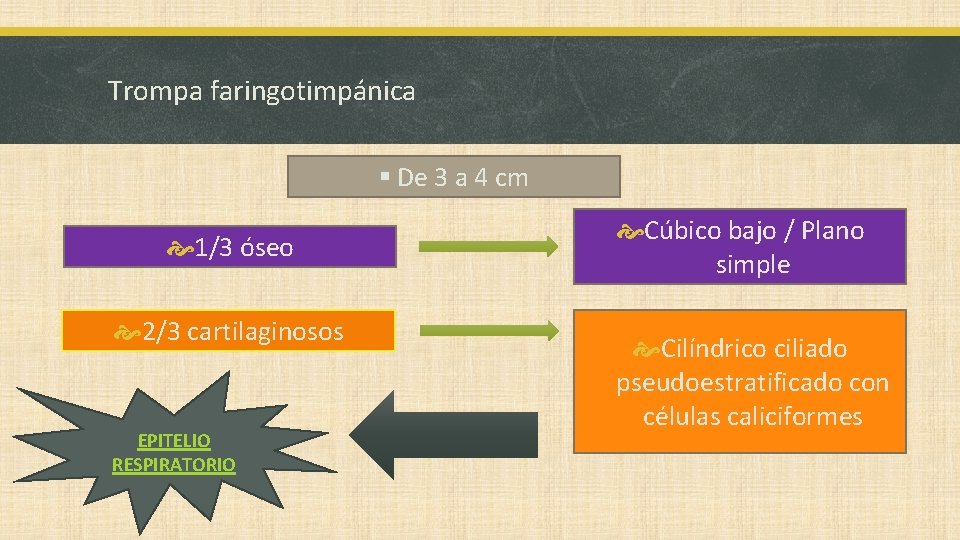 Trompa faringotimpánica § De 3 a 4 cm 1/3 óseo 2/3 cartilaginosos EPITELIO RESPIRATORIO