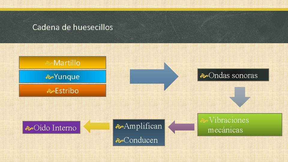 Cadena de huesecillos Martillo Ondas sonoras Yunque Estribo Oído Interno Amplifican Conducen Vibraciones mecánicas