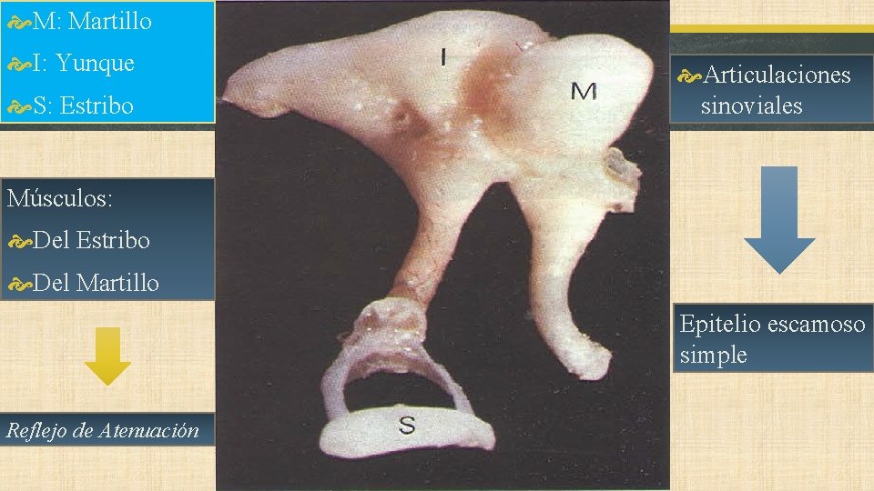  M: Martillo I: Yunque S: Estribo Articulaciones sinoviales Músculos: Del Estribo Del Martillo