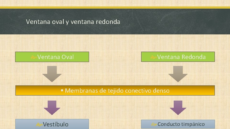 Ventana oval y ventana redonda Ventana Oval Ventana Redonda § Membranas de tejido conectivo