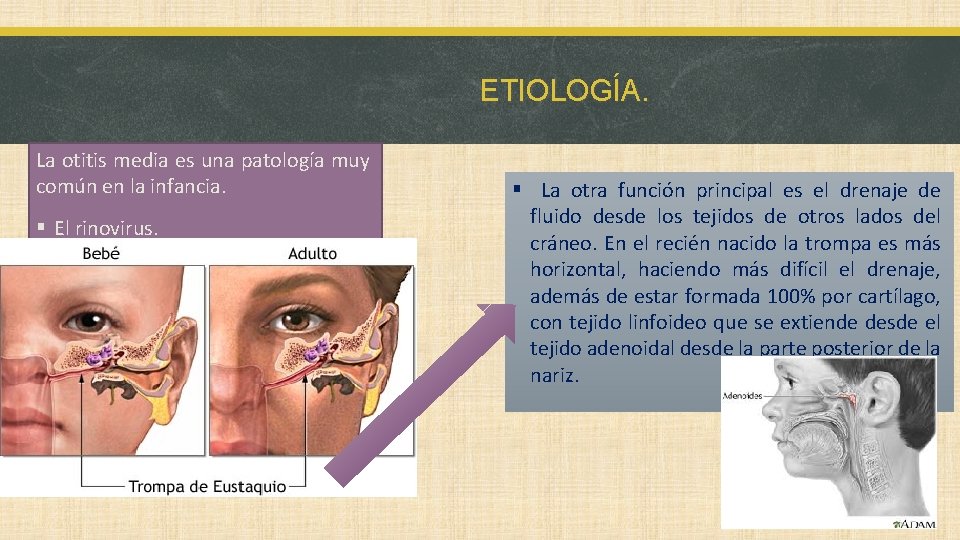 ETIOLOGÍA. La otitis media es una patología muy común en la infancia. § El