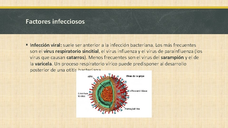 Factores infecciosos § Infección viral: suele ser anterior a la infección bacteriana. Los más