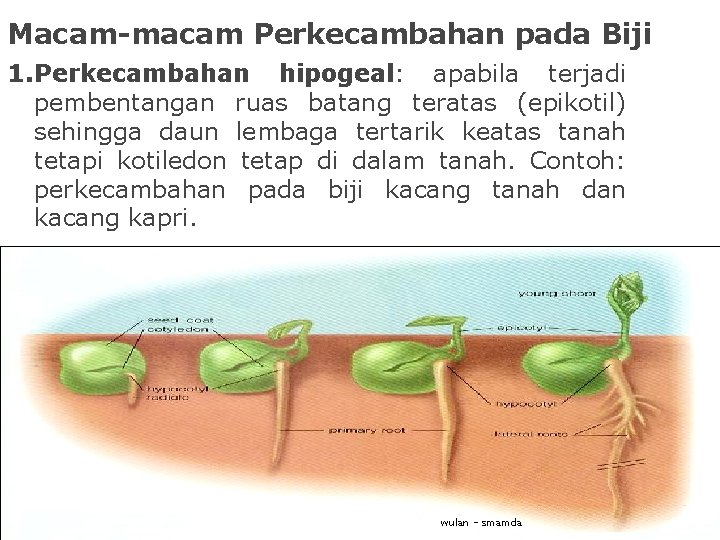 Macam-macam Perkecambahan pada Biji 1. Perkecambahan hipogeal: apabila terjadi pembentangan ruas batang teratas (epikotil)