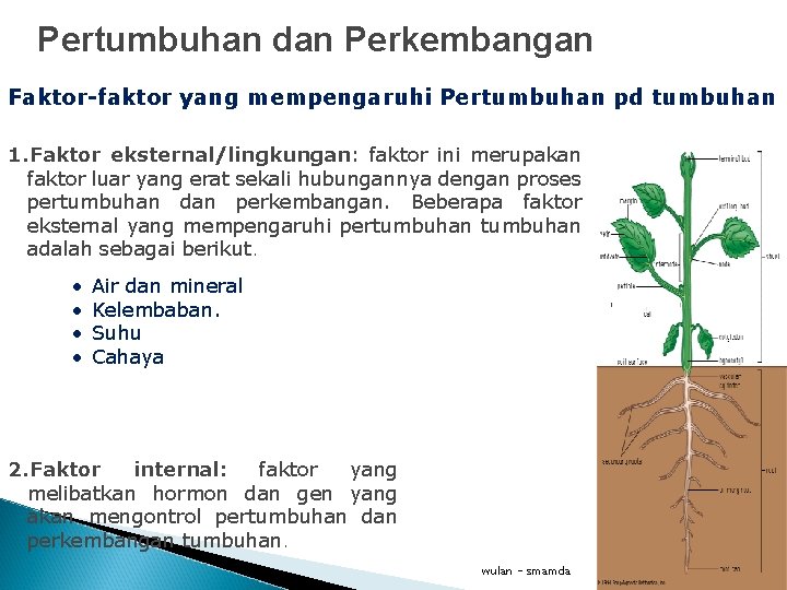 Pertumbuhan dan Perkembangan Faktor-faktor yang mempengaruhi Pertumbuhan pd tumbuhan 1. Faktor eksternal/lingkungan: faktor ini