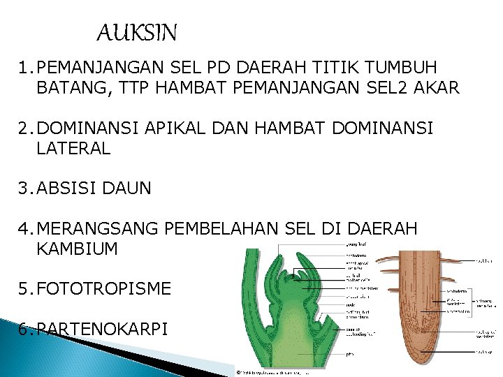 AUKSIN 1. PEMANJANGAN SEL PD DAERAH TITIK TUMBUH BATANG, TTP HAMBAT PEMANJANGAN SEL 2